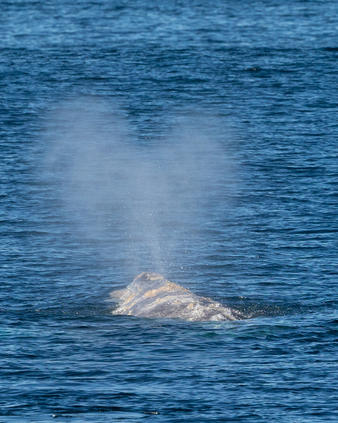 217A4112 1 | San Diego Whale Watch 1