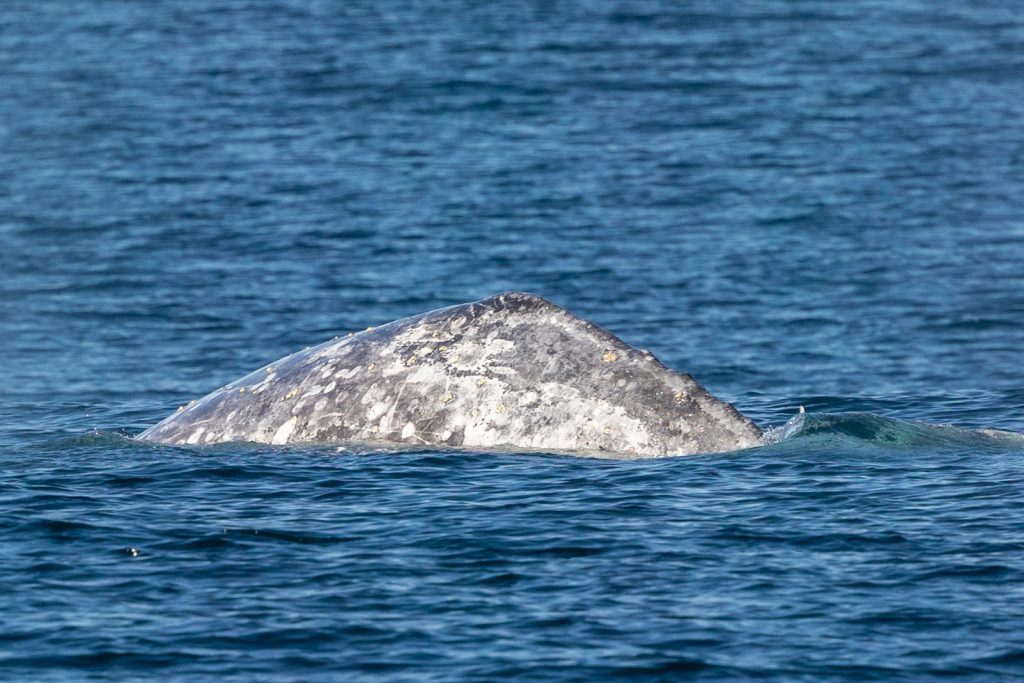 217A4125 1 | San Diego Whale Watch 7