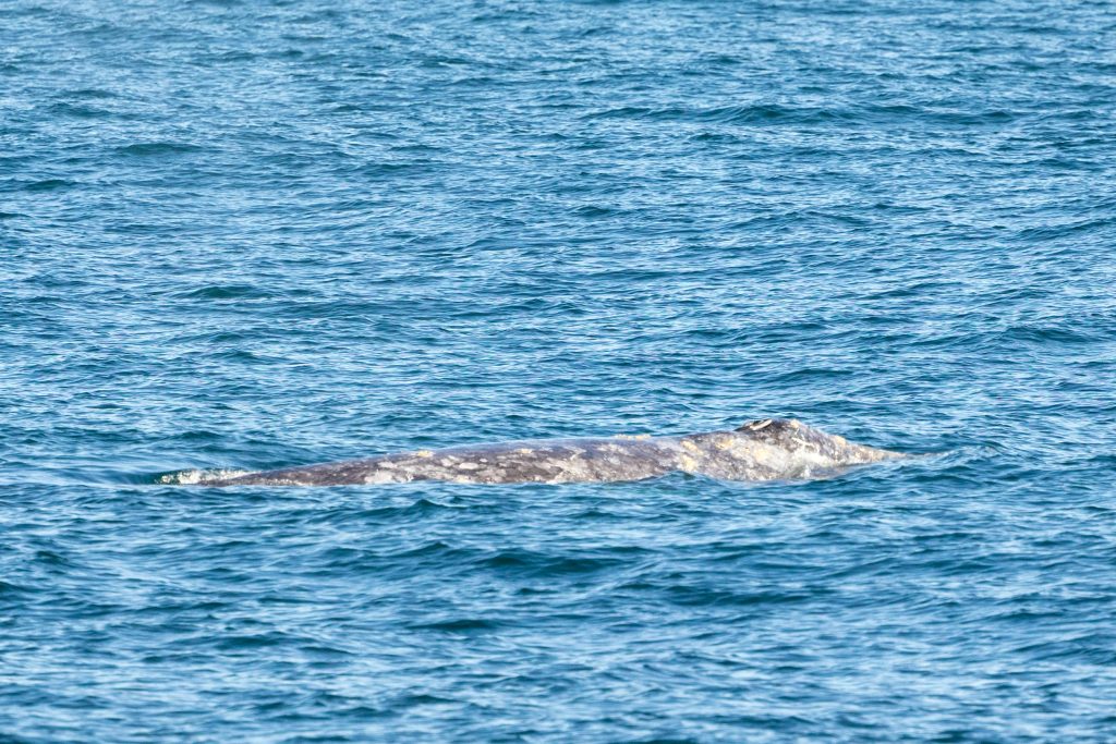 217A4368 | San Diego Whale Watch 1