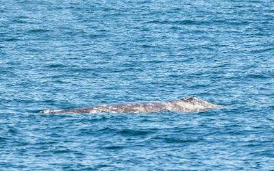 Gray Whale Sighting Adventures Await: Discover the Beauty of Whale Watching with Us! – January 16, 2024