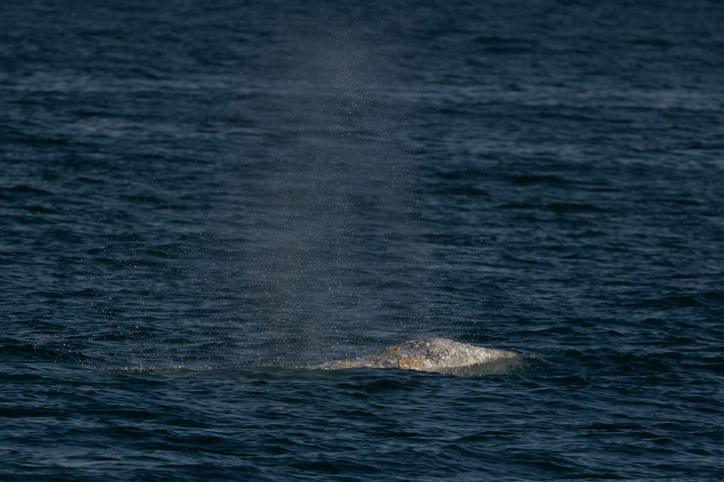 217A4665 | San Diego Whale Watch 3