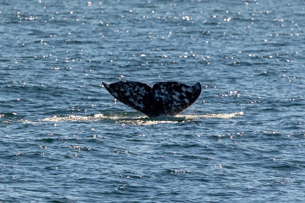 217A4908 | San Diego Whale Watch 9