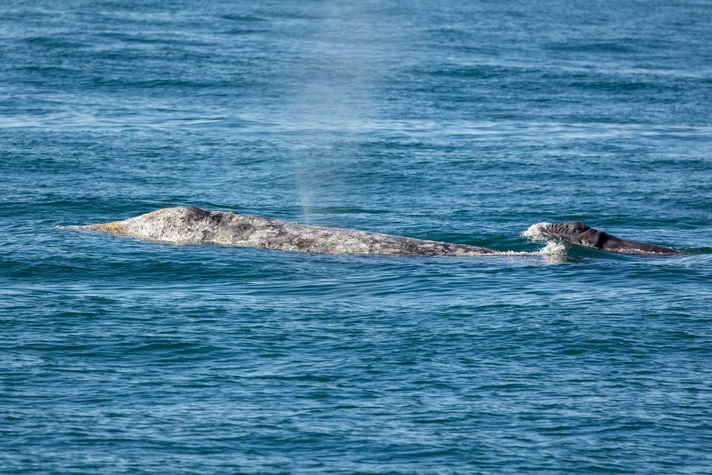 217A5014 | San Diego Whale Watch 11