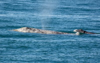 Experience the Thrill of Our Gray Whale Watching Excursion! -January 13, 2023