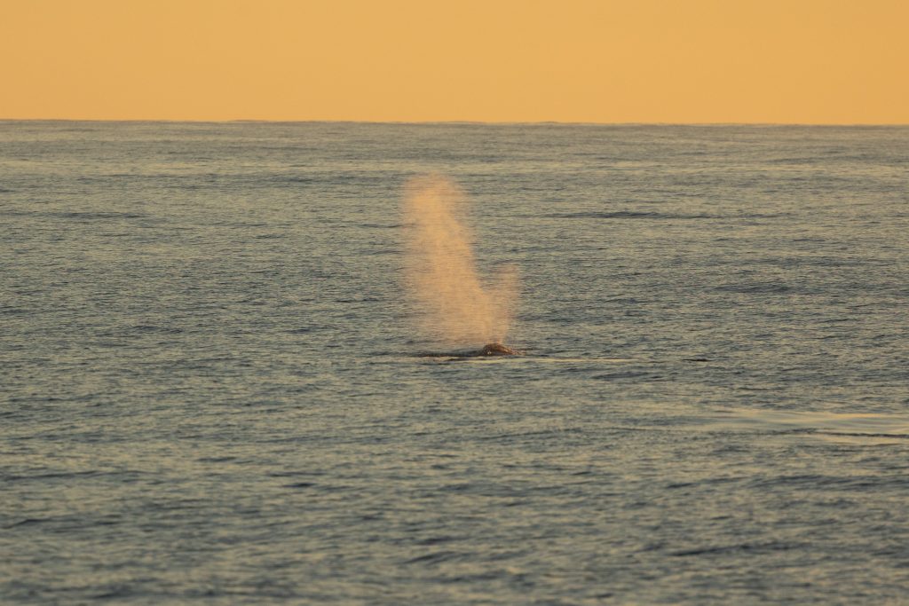 217A5359 | San Diego Whale Watch 5