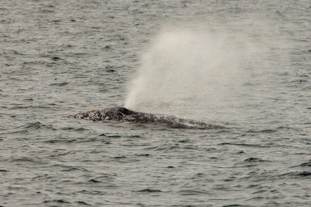217A5840 | San Diego Whale Watch 3