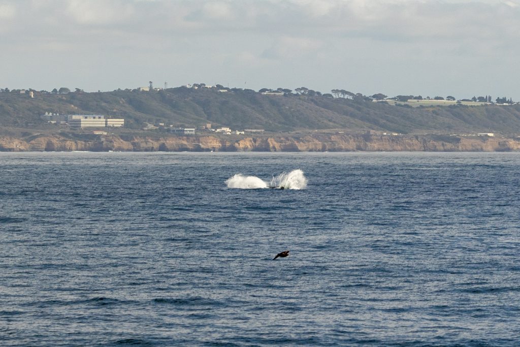 217A5918 | San Diego Whale Watch 5