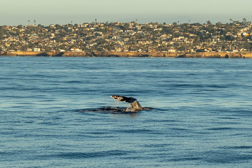 217A6229 | San Diego Whale Watch 7