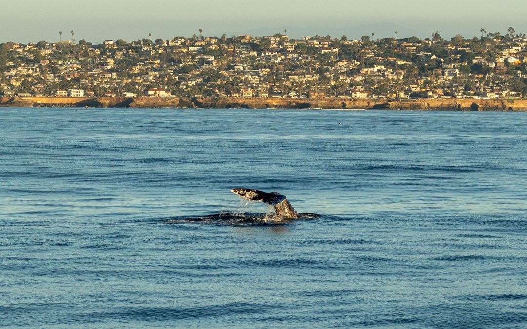 San Diego Grey Whale Watching: An Unmissable Journey! – January 14, 2023