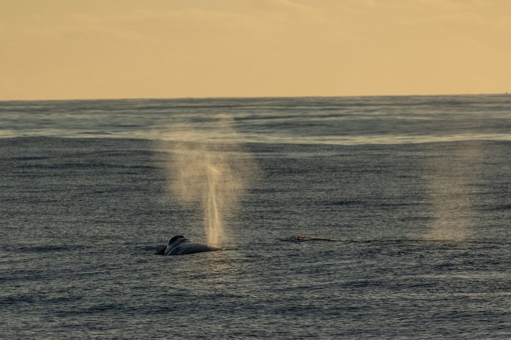 217A6386 | San Diego Whale Watch 9