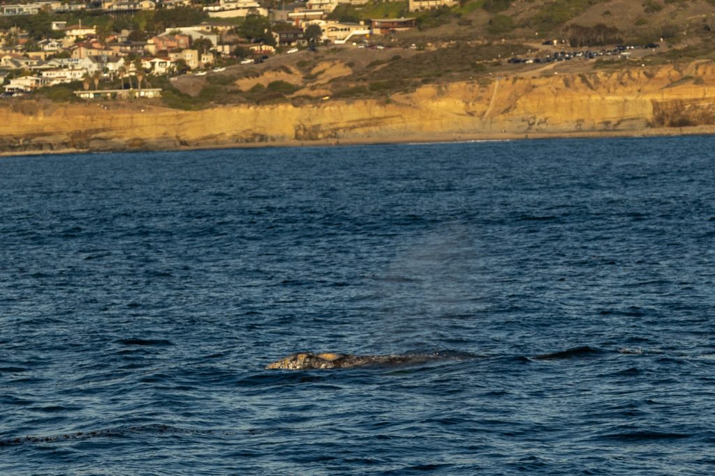 217A6504 | San Diego Whale Watch 9