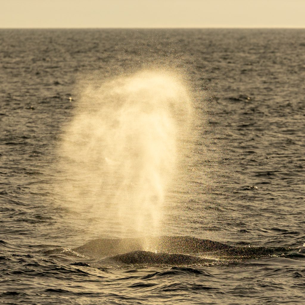 217A7077 | San Diego Whale Watch 1