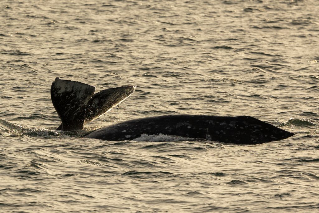 217A7093 | San Diego Whale Watch 3