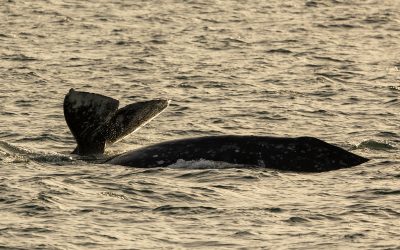 Discover the Wonders of Gray Whale Migration – An Unforgettable Marine Journey Awaits! January 18, 2024