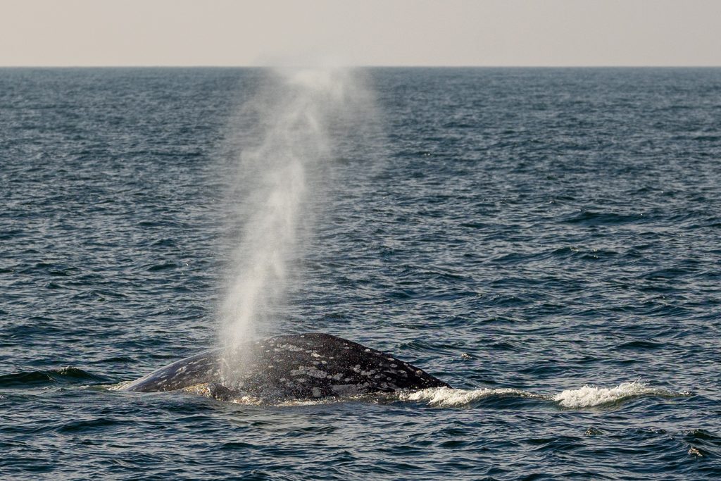 217A7832 | San Diego Whale Watch 1
