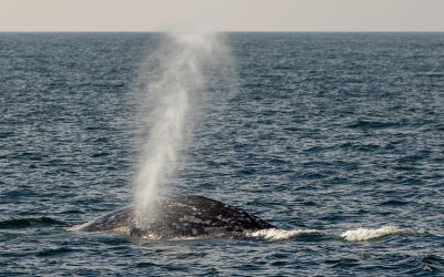 Explore the Ocean: Our Whale Watching Experience with Dolphins and Whales – January 19, 2024