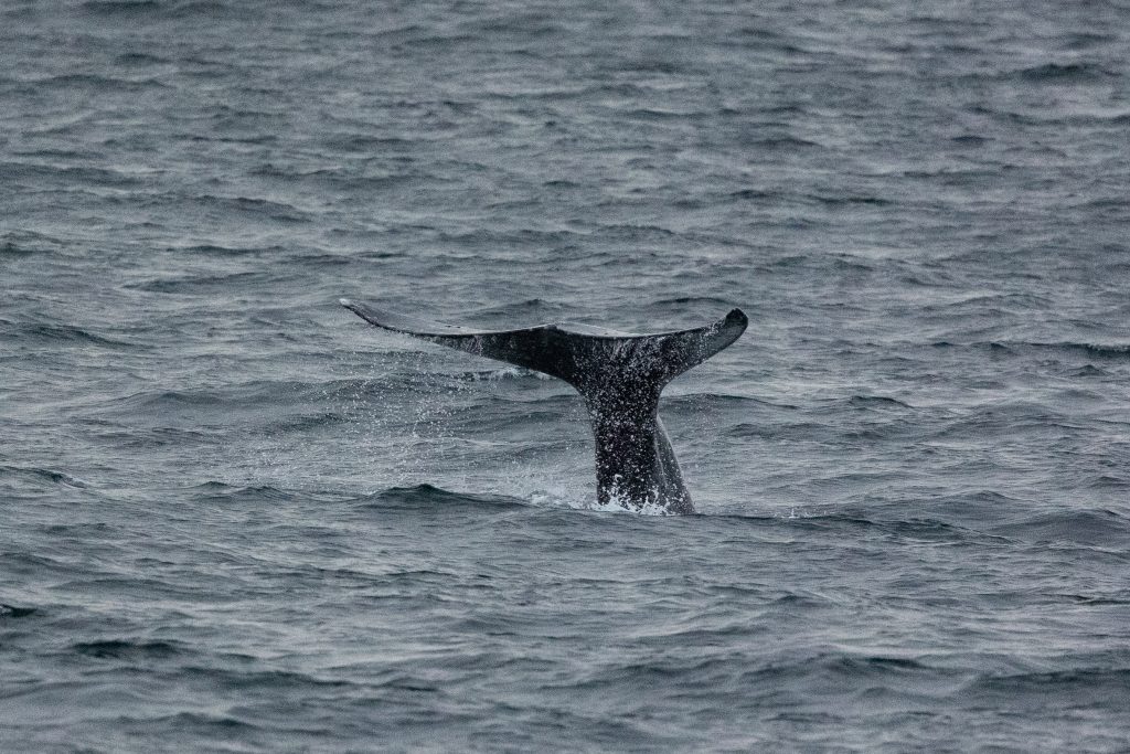 217A9649 | San Diego Whale Watch 1
