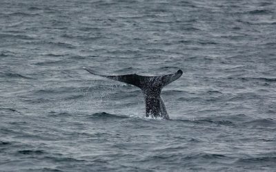 Embark on an Unforgettable Gray Whale Watching Adventure! – January 20, 2024