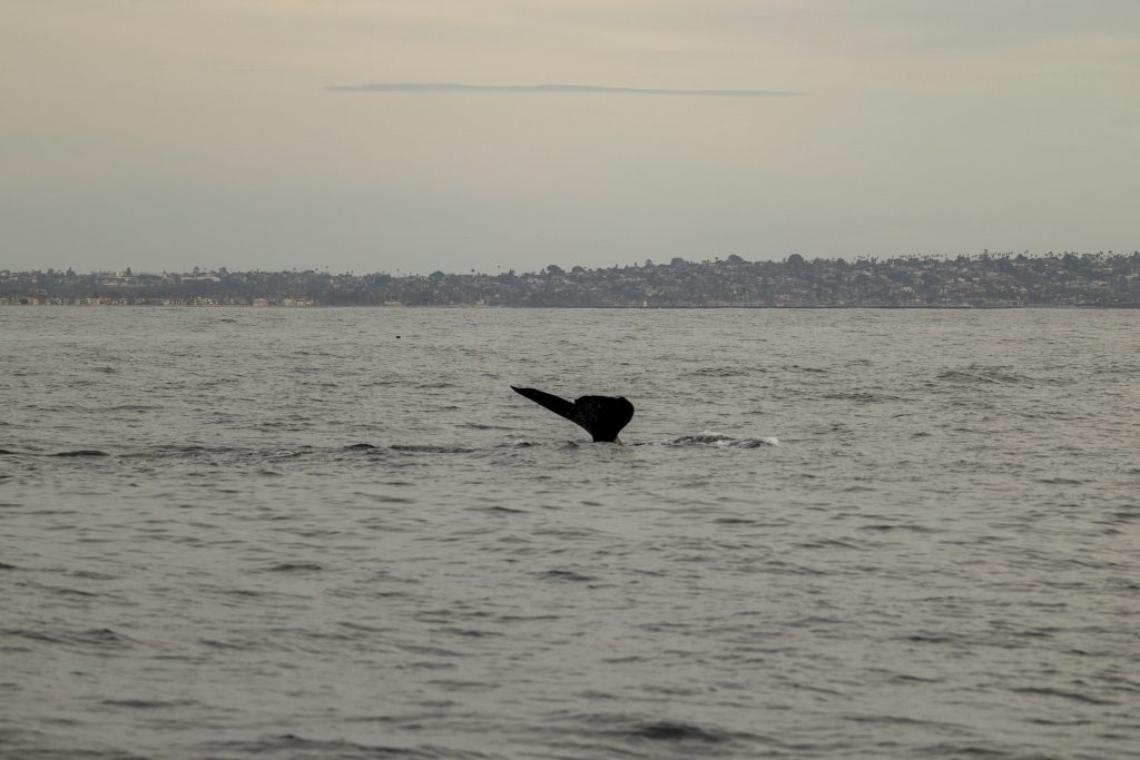 217A9929 | San Diego Whale Watch 9