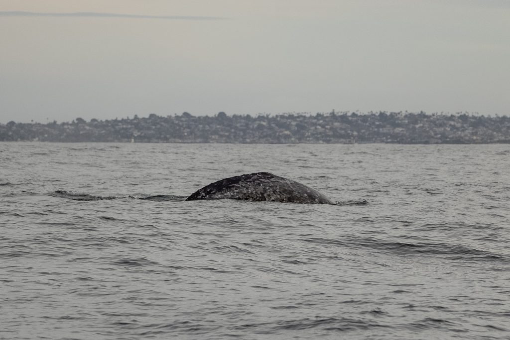 217A9941 | San Diego Whale Watch 7