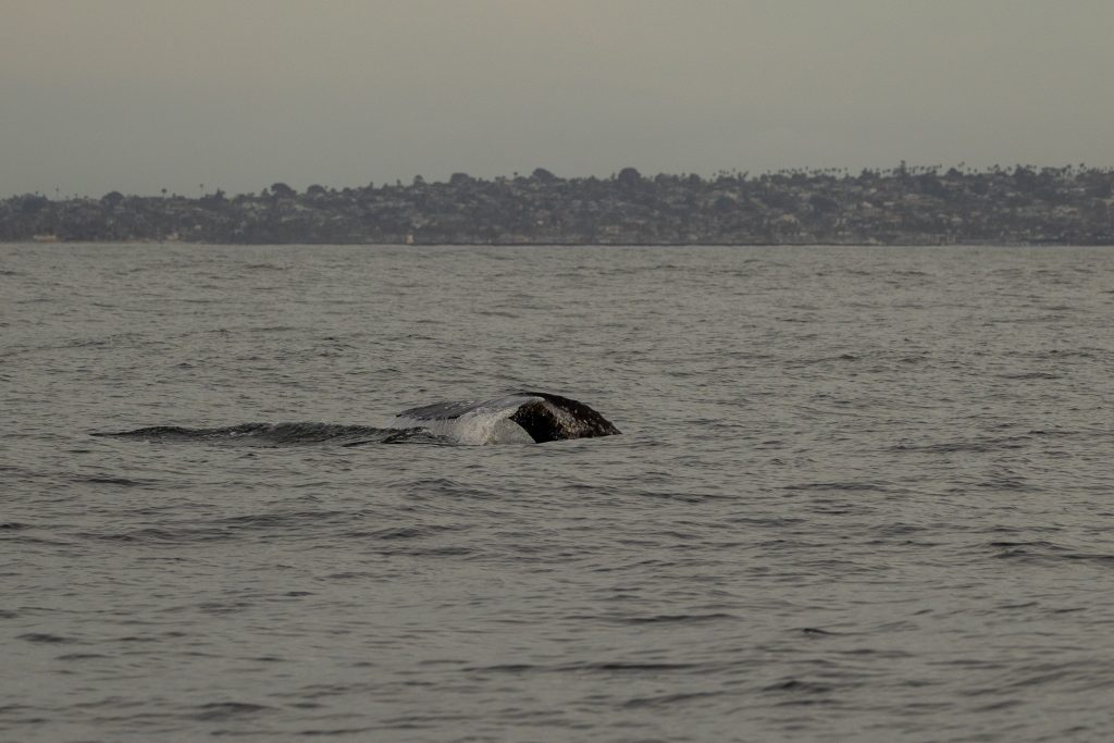 217A9953 | San Diego Whale Watch 5
