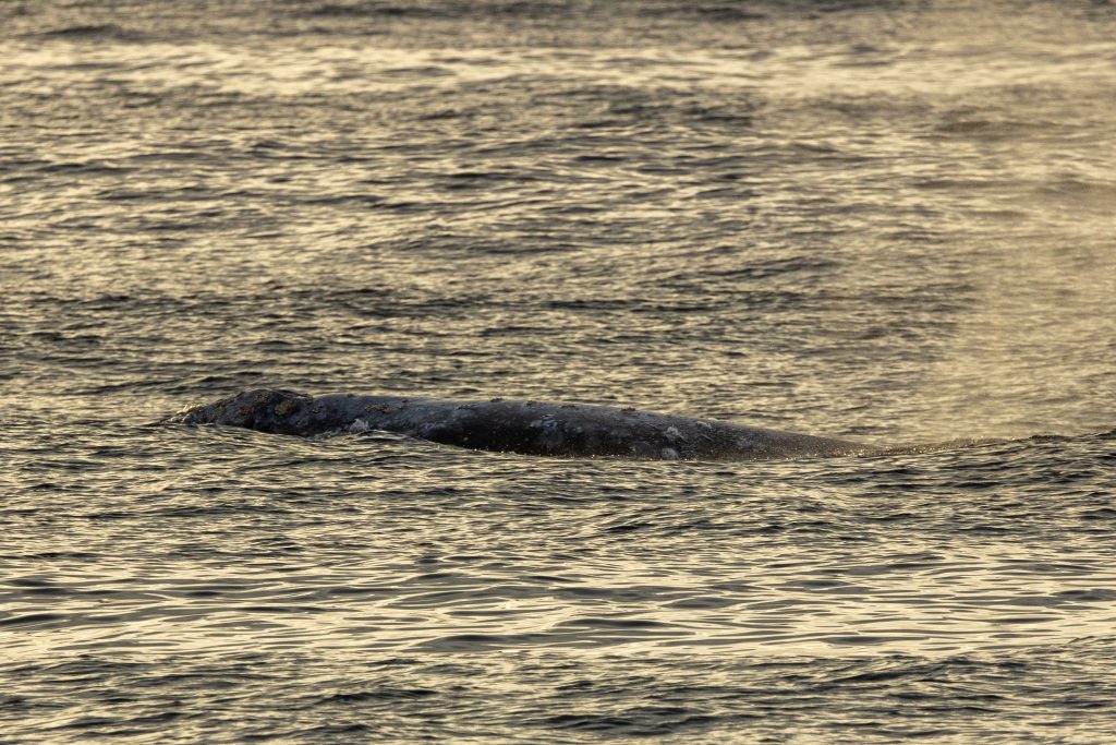 217A9980 | San Diego Whale Watch 3
