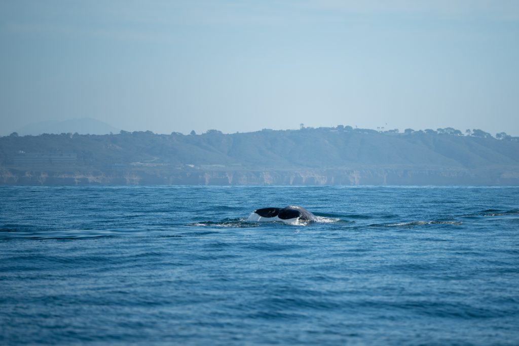 DSC8082 | San Diego Whale Watch 5