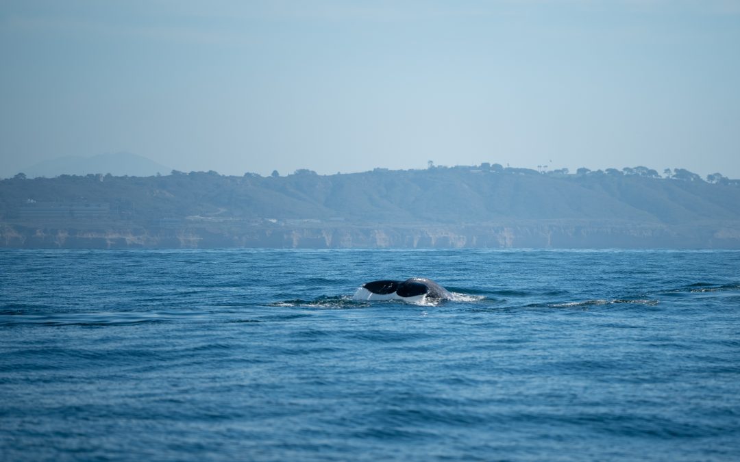 Dolphin Watching Adventure at Point Loma