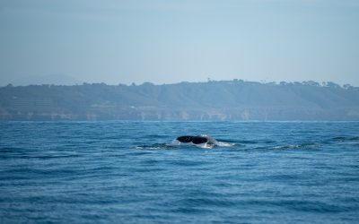 Embark on a Dolphin Watching Adventure at Point Loma – Nature and Navy! – December 10, 2023