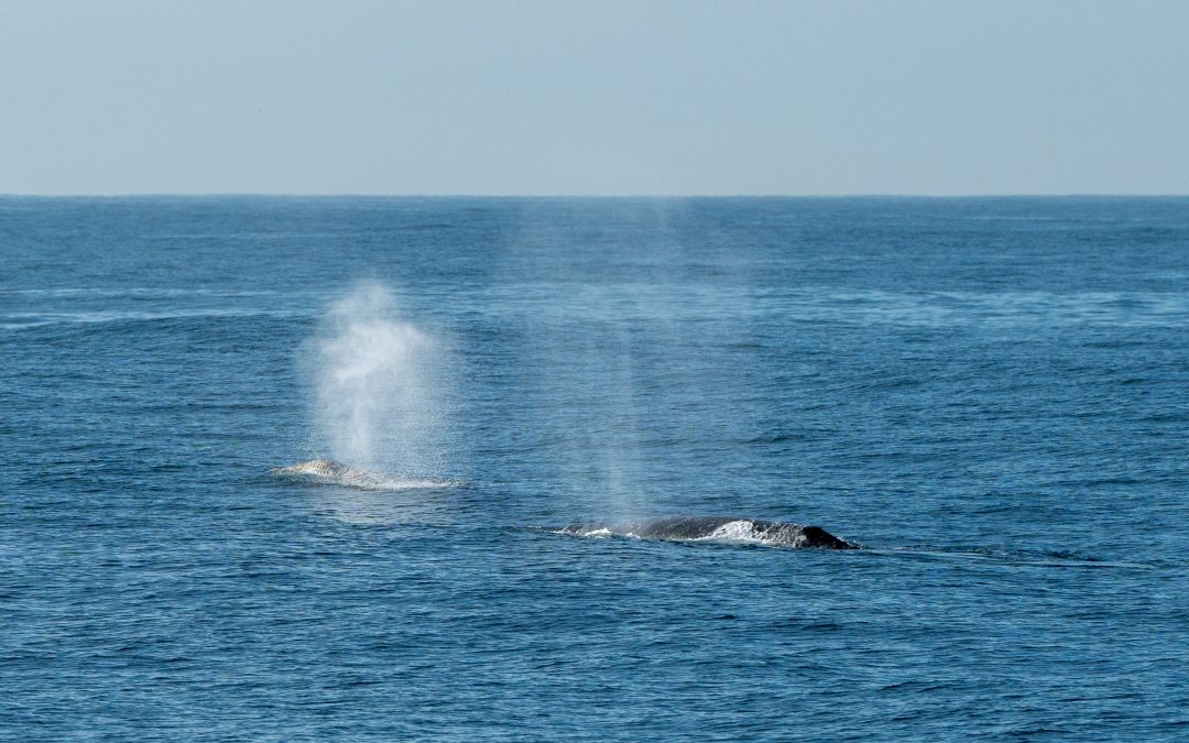 Whale Watching Season in California