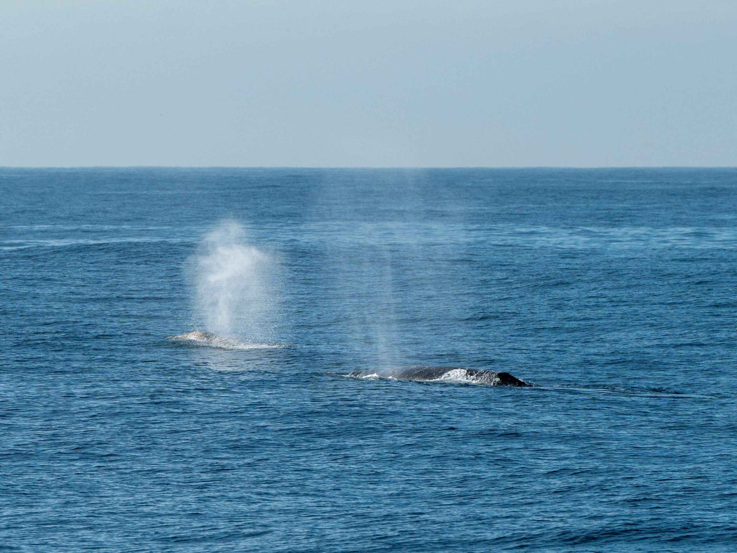 Whale Watching Season in California