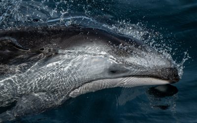 Discover the Ocean’s Splendor: Grey Whales and Dolphins Await You! – January 15, 2024