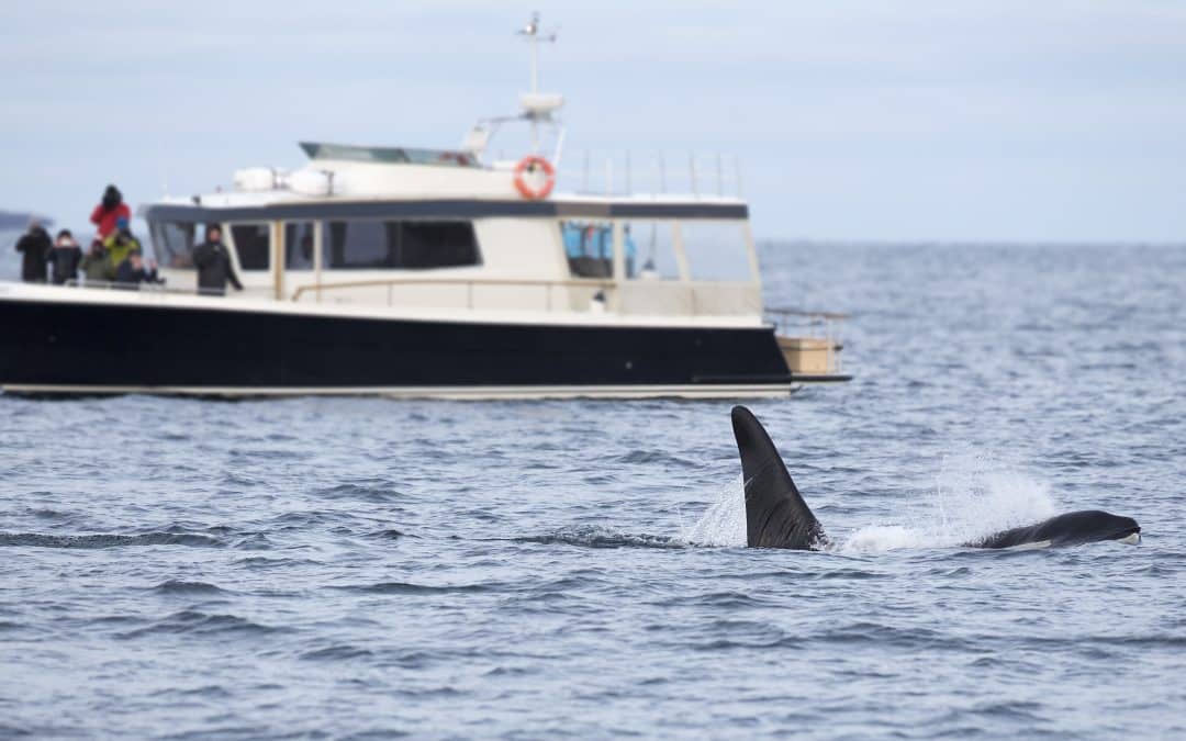 Ultimate Whale Watching Adventure, whale-watching cruise in San Diego