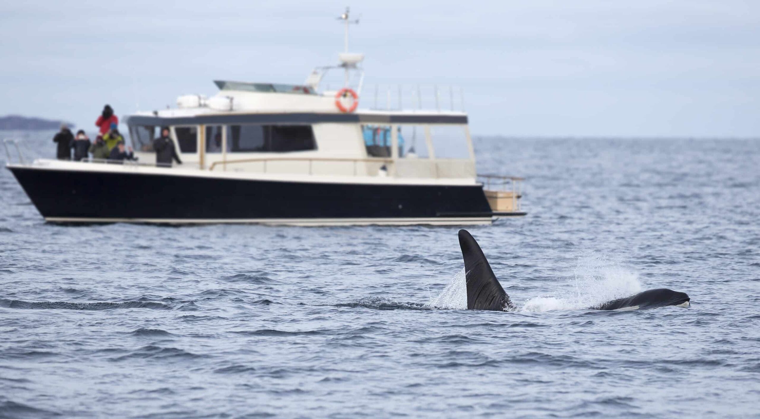 Ultimate Whale Watching Adventure, whale-watching cruise in San Diego