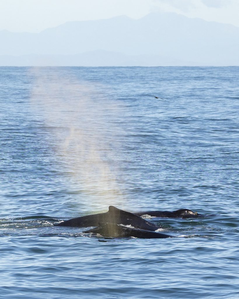 20240210 217A5429 | San Diego Whale Watch 1