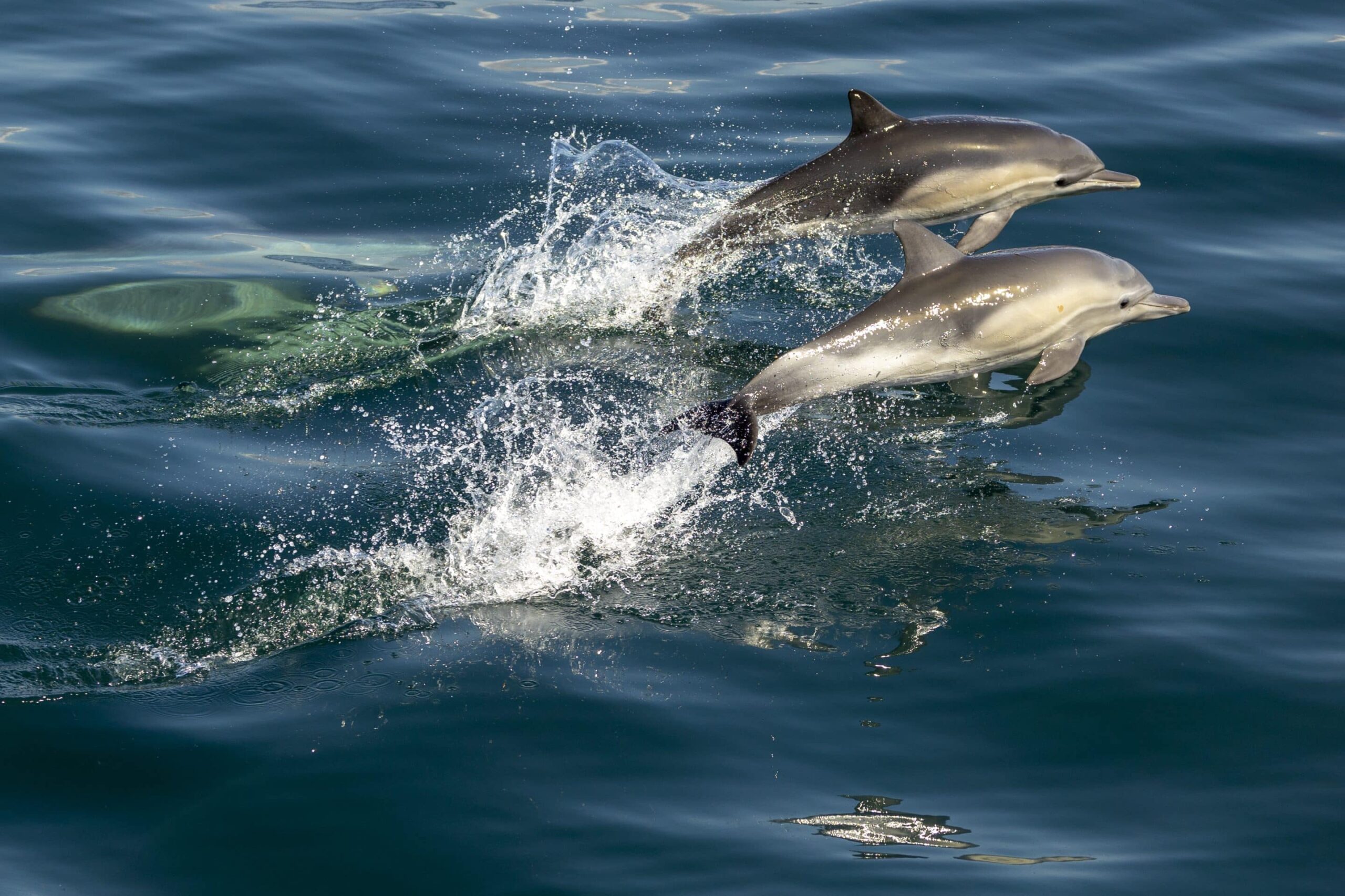 whale watching photography
