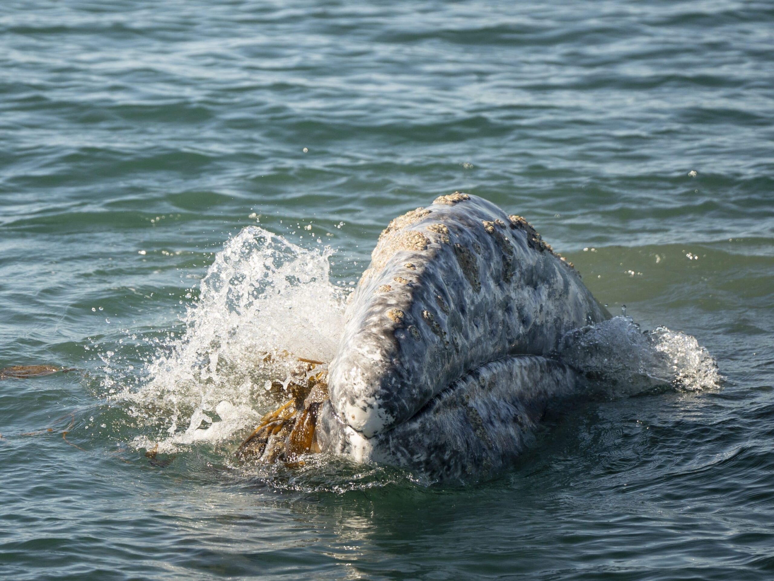 Pros and Cons of Whale Watching Cruise