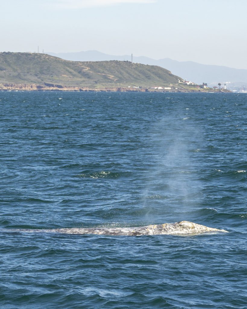 20240215 217A8161 | San Diego Whale Watch 29