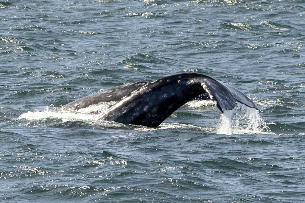 20240215 217A8201 | San Diego Whale Watch 27