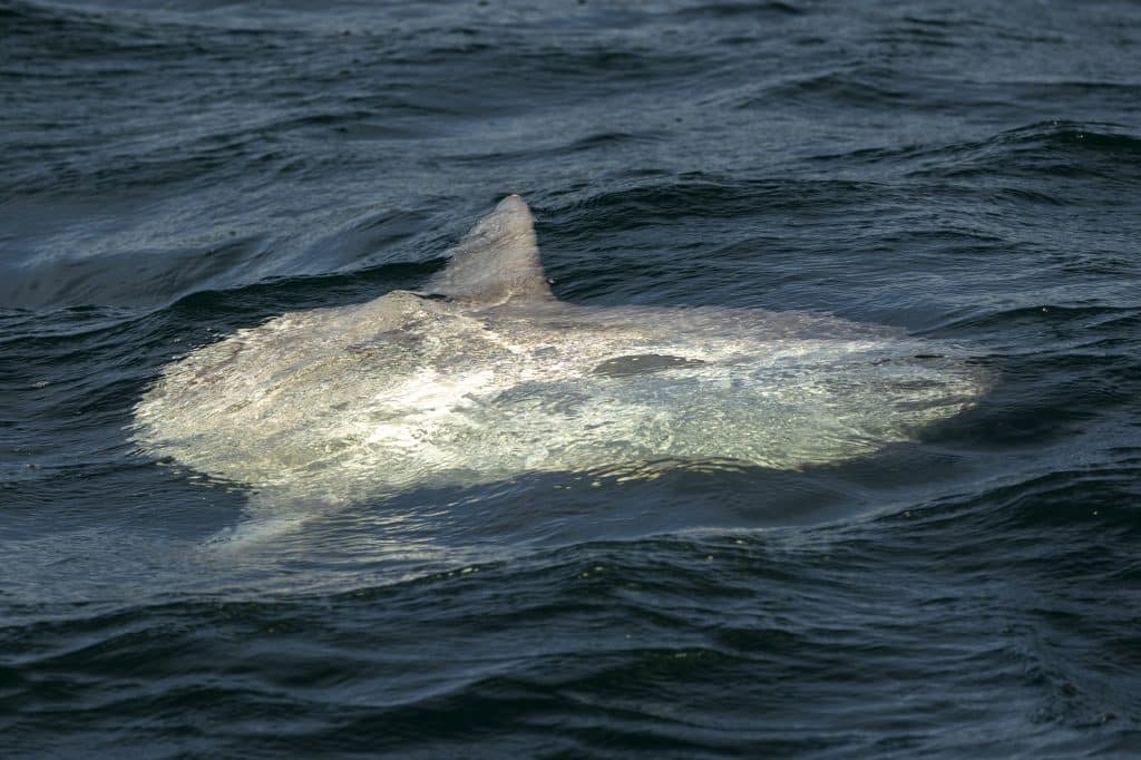 20240215 217A8226 | San Diego Whale Watch 25