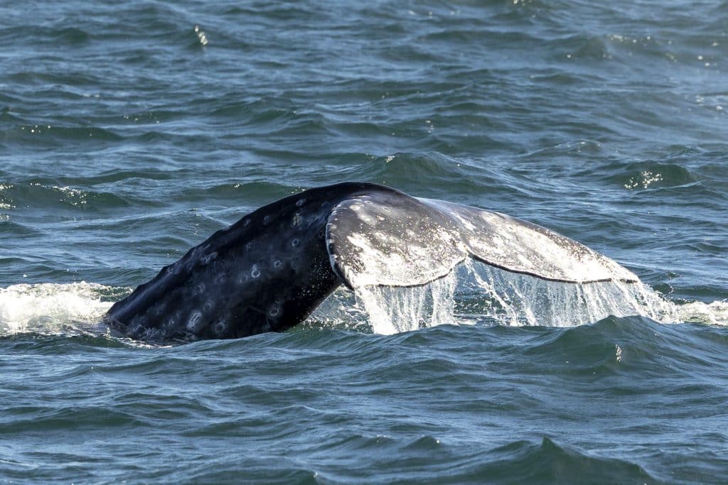 20240215 217A8261 | San Diego Whale Watch 23