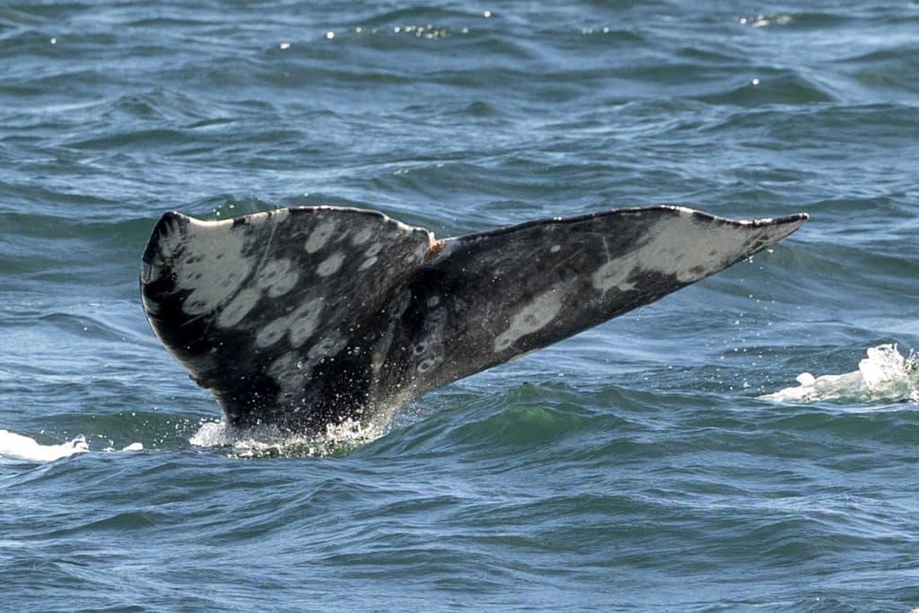 20240215 217A8268 | San Diego Whale Watch 19