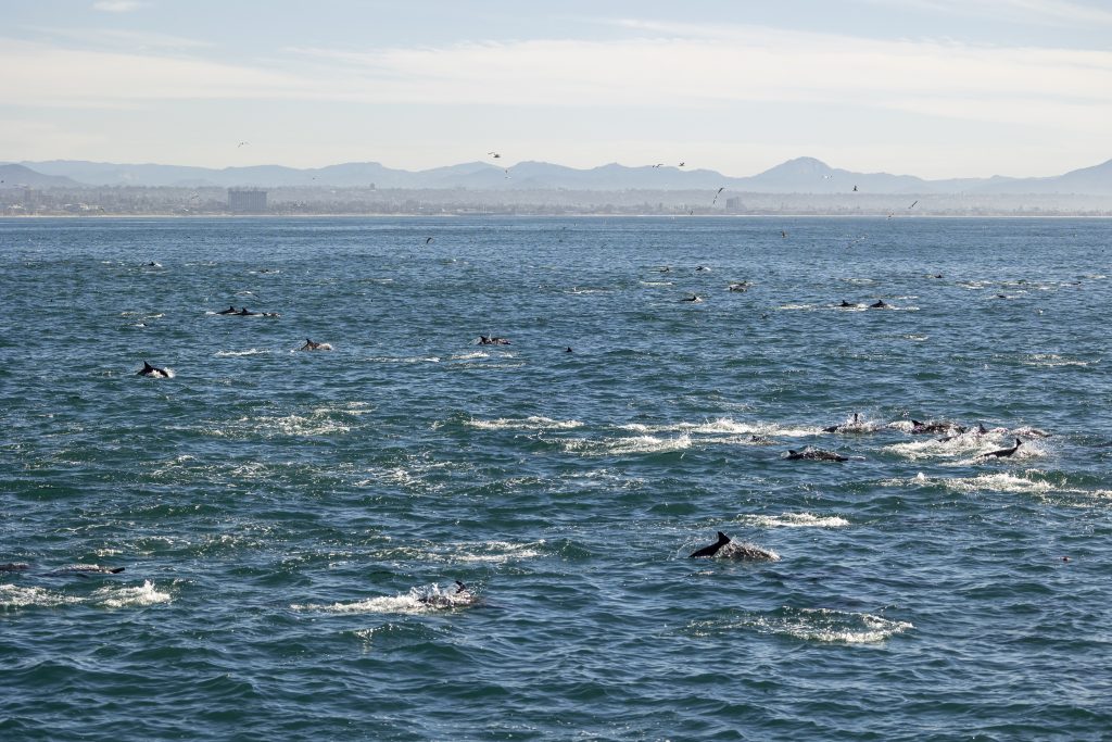 20240223 217A9419 | San Diego Whale Watch 3
