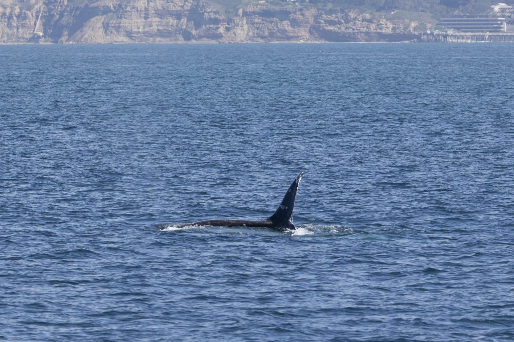 20240227 217A4147 | San Diego Whale Watch 7