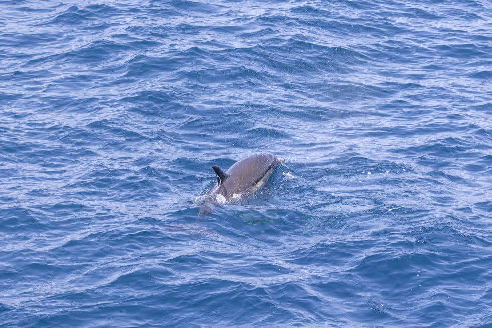 Spot the Giants: Recent Blue Whale Sightings in San Diego Waters