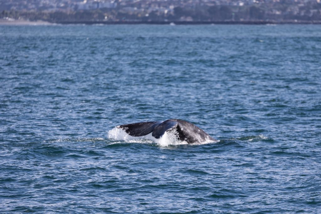 217A5296 | San Diego Whale Watch 9