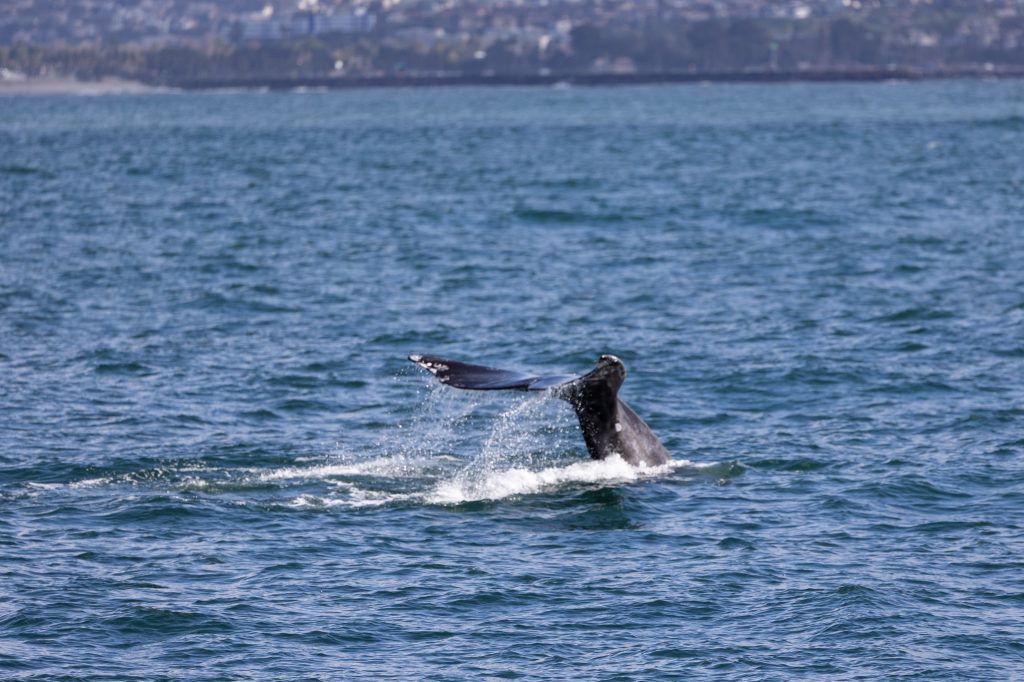 217A5298 1 | San Diego Whale Watch 7