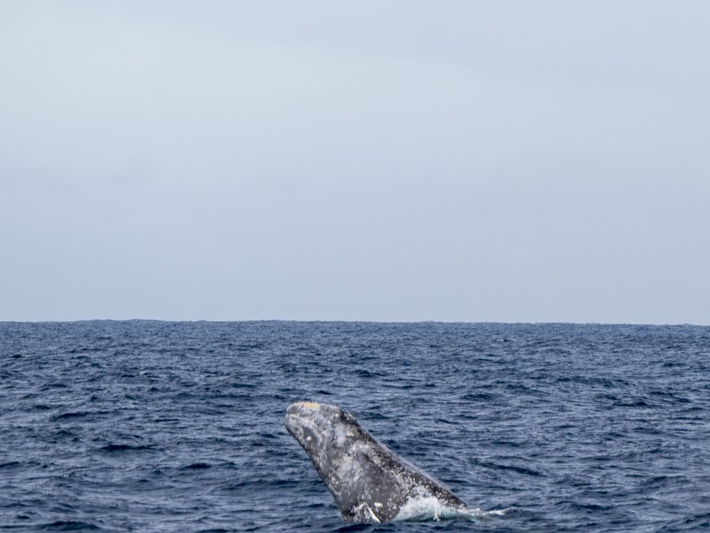 20240303 DSC1894 | San Diego Whale Watch 5