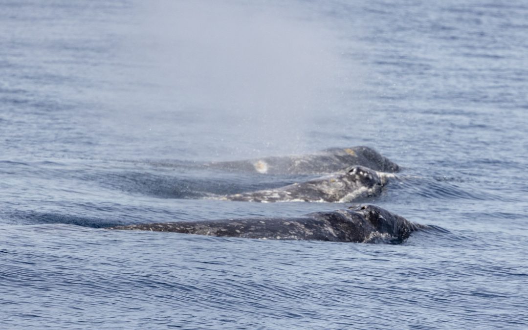 recent whale sightings