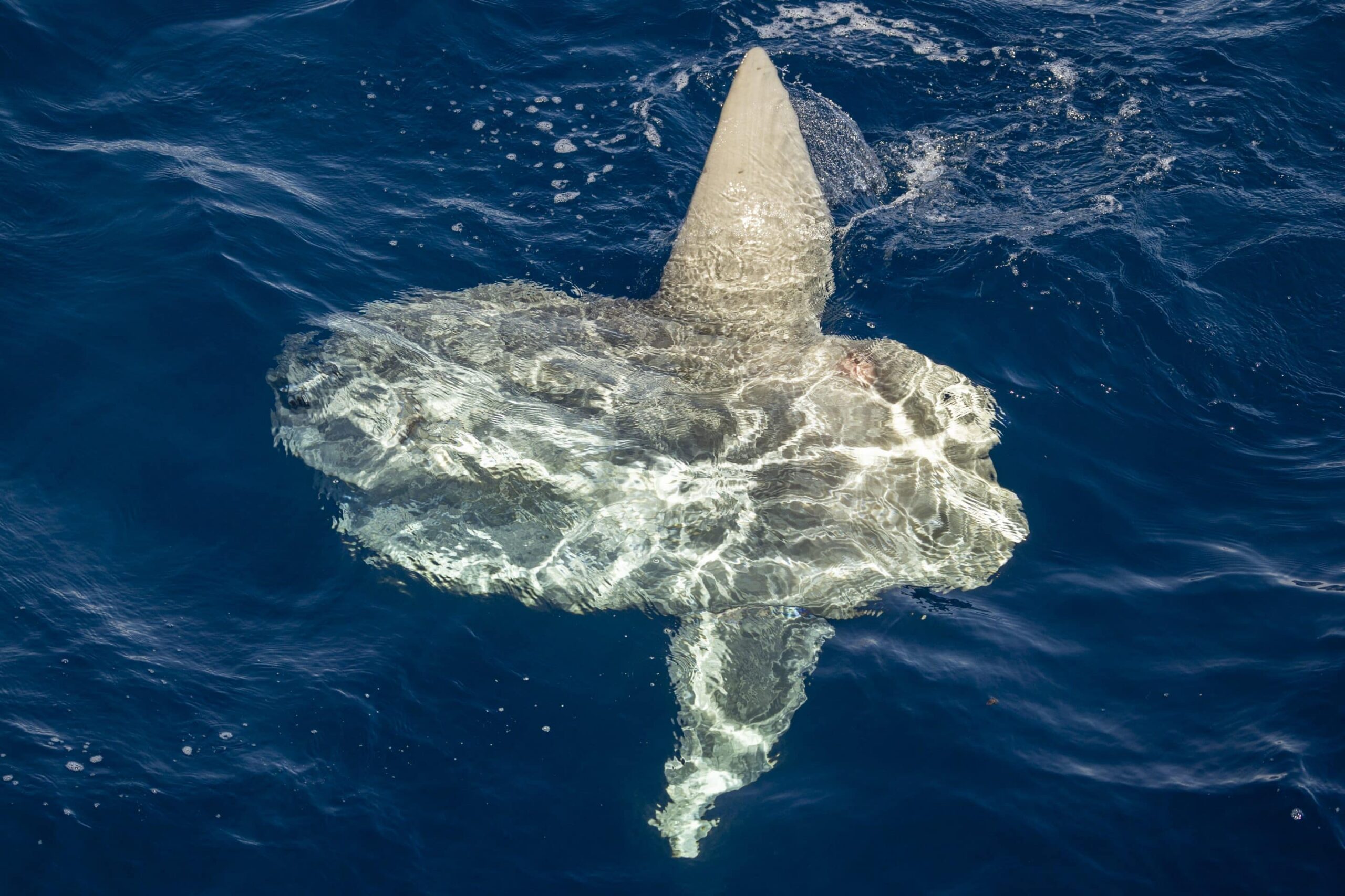 Whale Sightings Today in San Diego